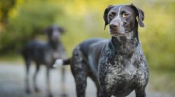 تفسير حلم كلاب الصيد في المنام