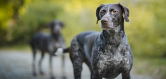 تفسير حلم كلاب الصيد في المنام