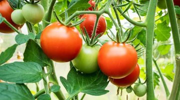 وقت زراعة الطماطم في الجزائر