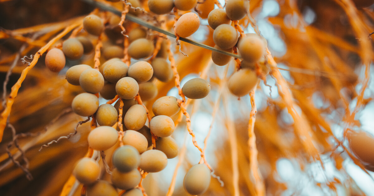 فوائد البلح الأصفر وأضراره والقيمة الغذائية له ونصائح قبل تناوله