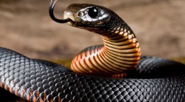 تفسير حلم الثعابين الملونة للعزباء والمتزوجة والحامل والمطلقة