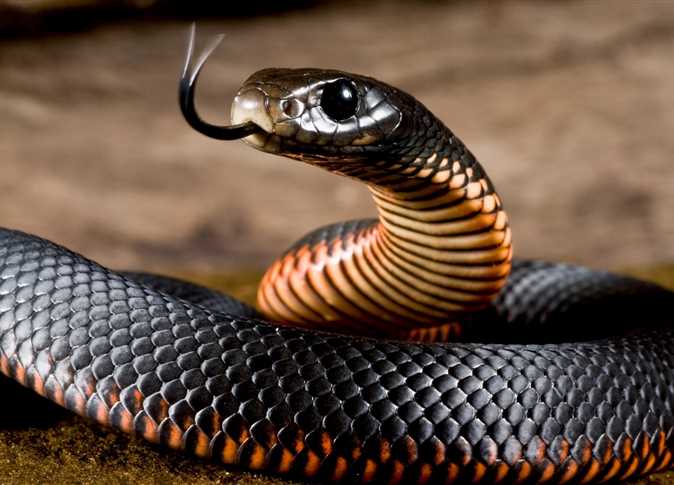 تفسير حلم الثعابين الملونة للعزباء والمتزوجة والحامل والمطلقة