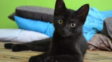 تفسير حلم قطة سوداء تلاحقني