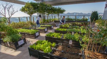 زراعة أسطح المنازل بالتفصيل و بالصور