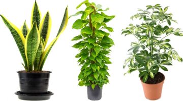 كيف تصنع النباتات غذائها بنفسها