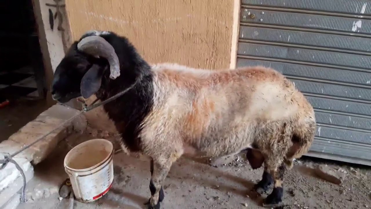 هل يجوز ذبح العقيقة بعد سنوات