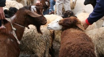 هل يجوز توزيع الأضحية على الأقارب