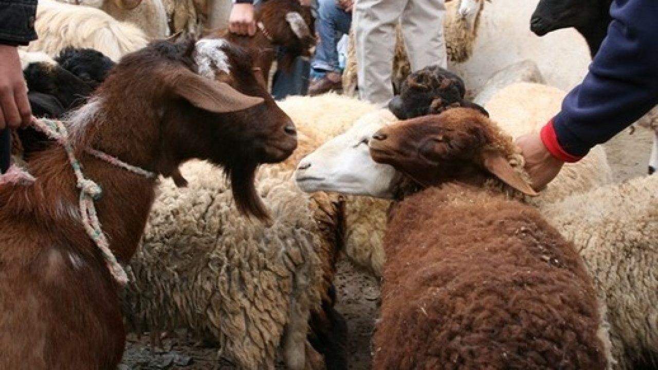 هل يجوز توزيع الأضحية على الأقارب