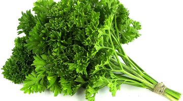 كم مدة شرب مغلي البقدونس