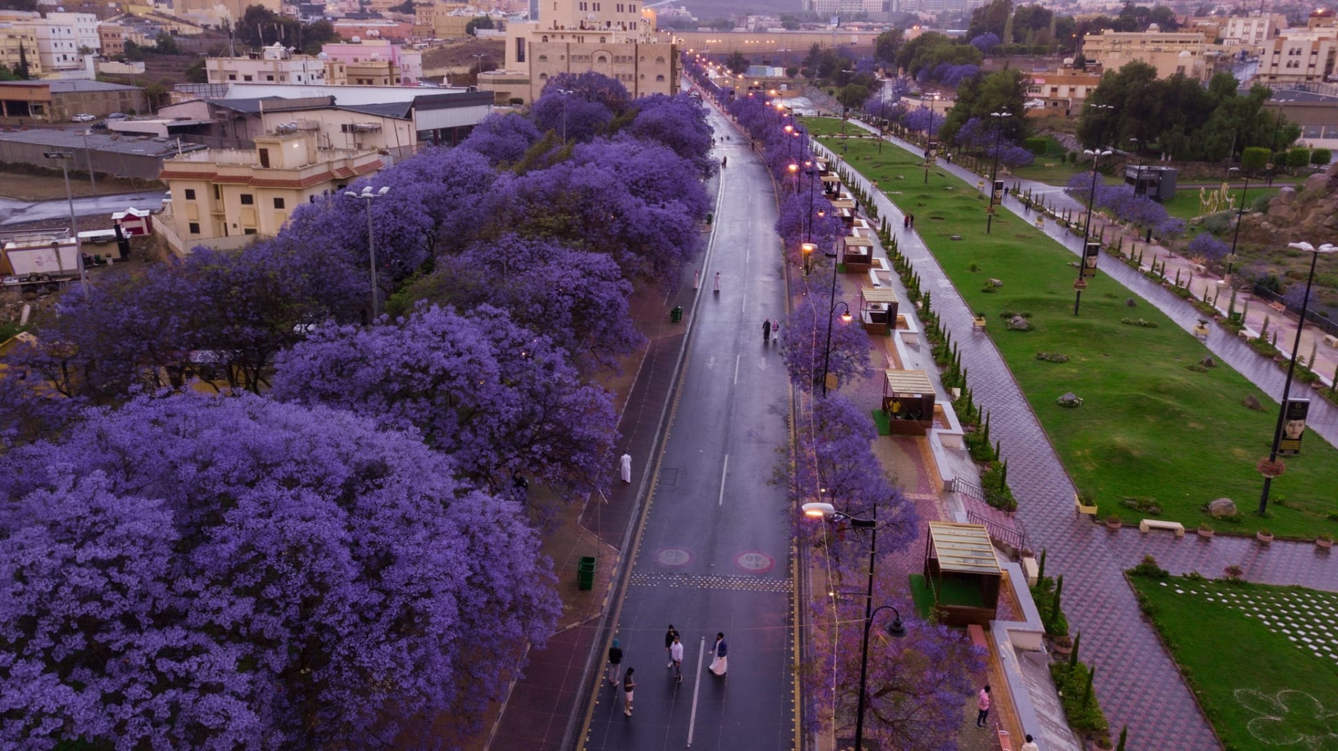 ماذا يعني الورد البنفسجي
