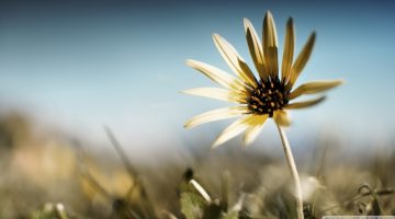 عبارات عن الحياة