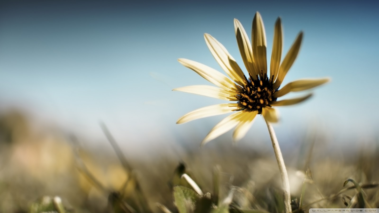 عبارات عن الحياة