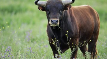 تفسير حلم ركوب الثور في المنام