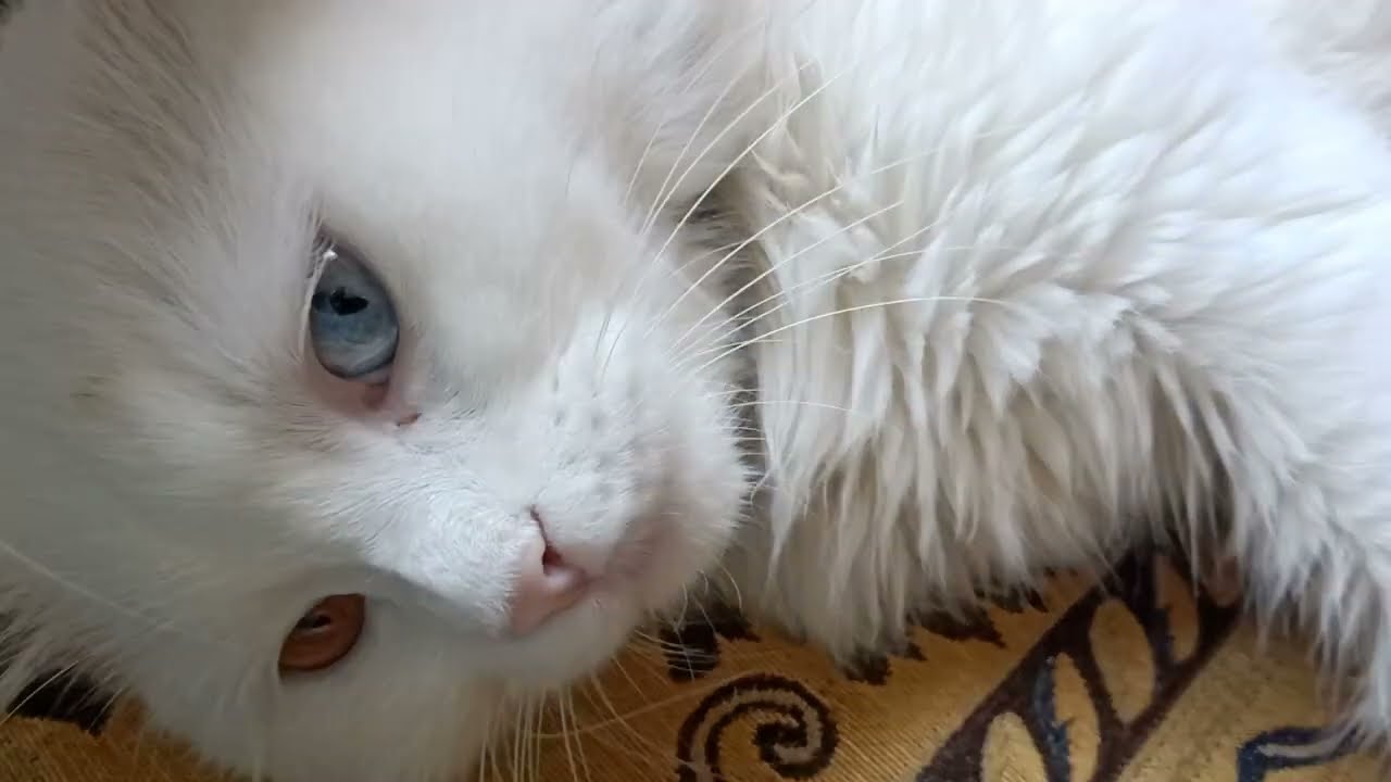 هل تحزن القطط لفراق أطفالها