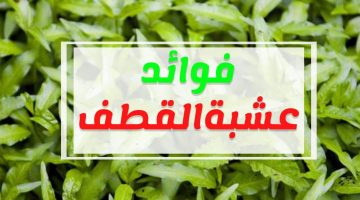اسم عشبة القطف في السعودية