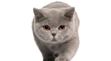 تفسير حلم الميت يريد قط في المنام