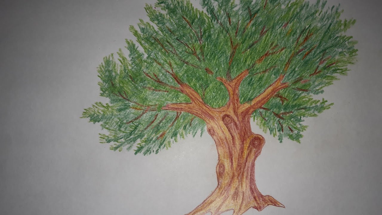 فوائد مغلي ورق الزيتون وكيفية تحضيره