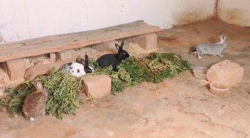 كيفية تربية الأرانب على الأرض 