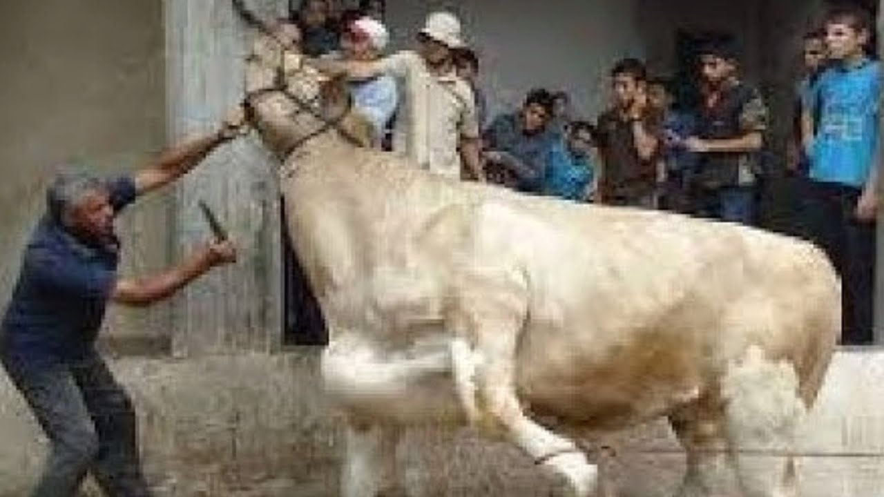 شروط الأضحية من البقر