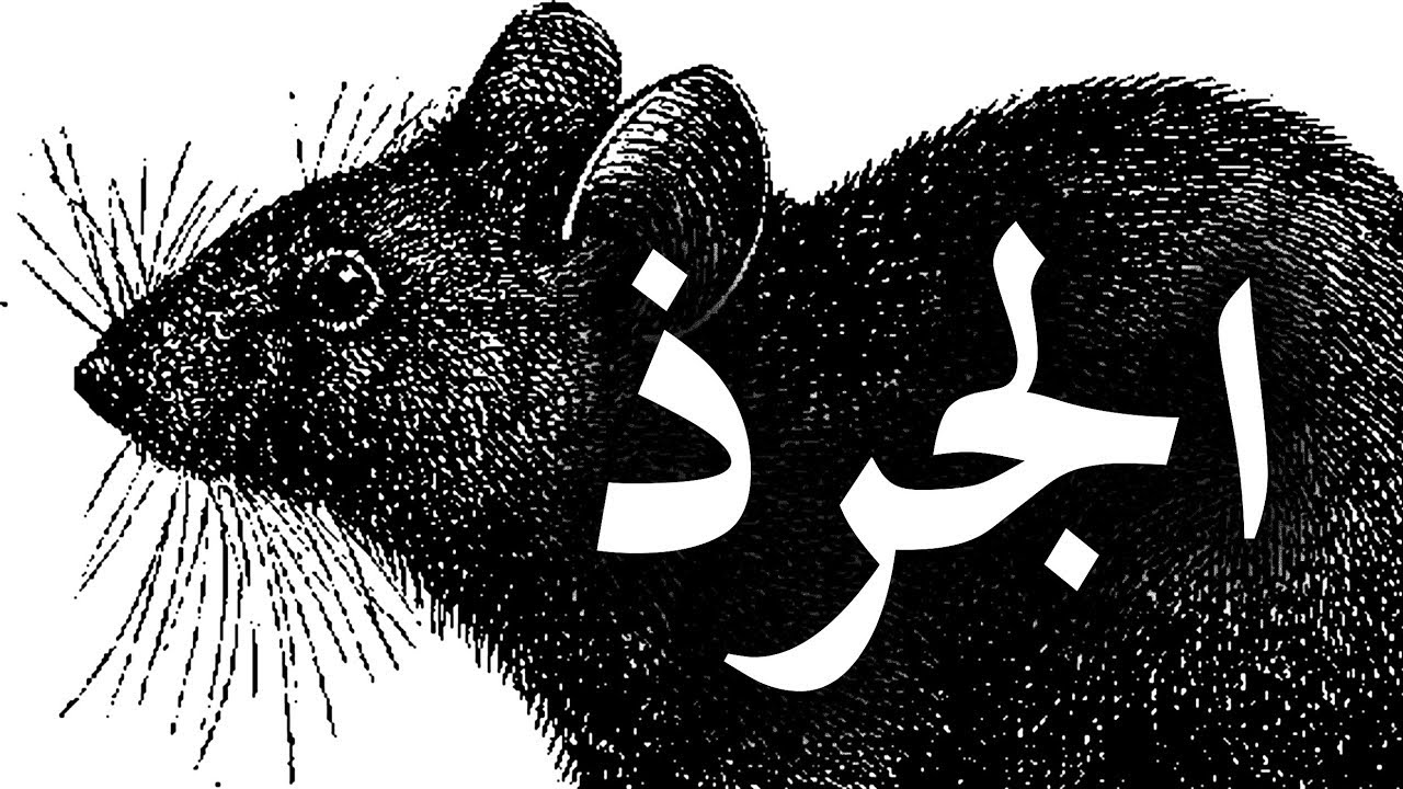 تفسير حلم الجرذ الميت في المنام