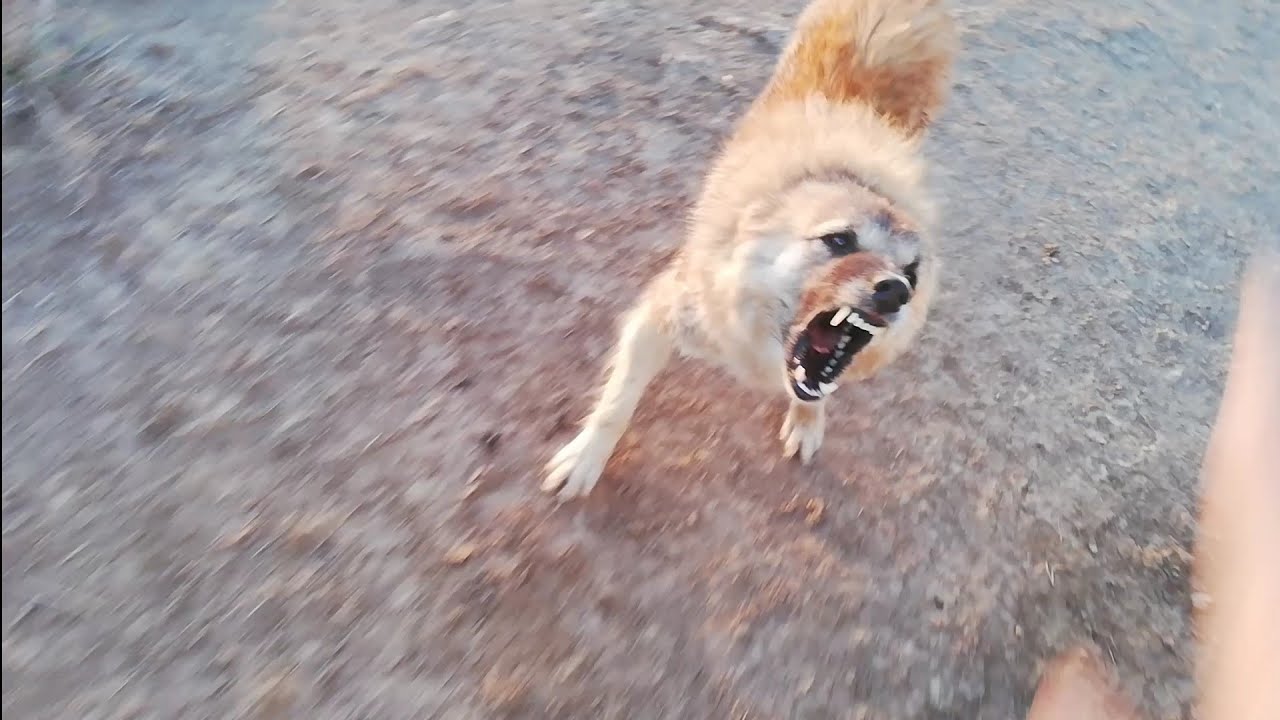 تفسير حلم هجوم الكلاب في المنام