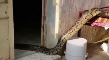 تفسير رؤية أفعى بنية في المنام