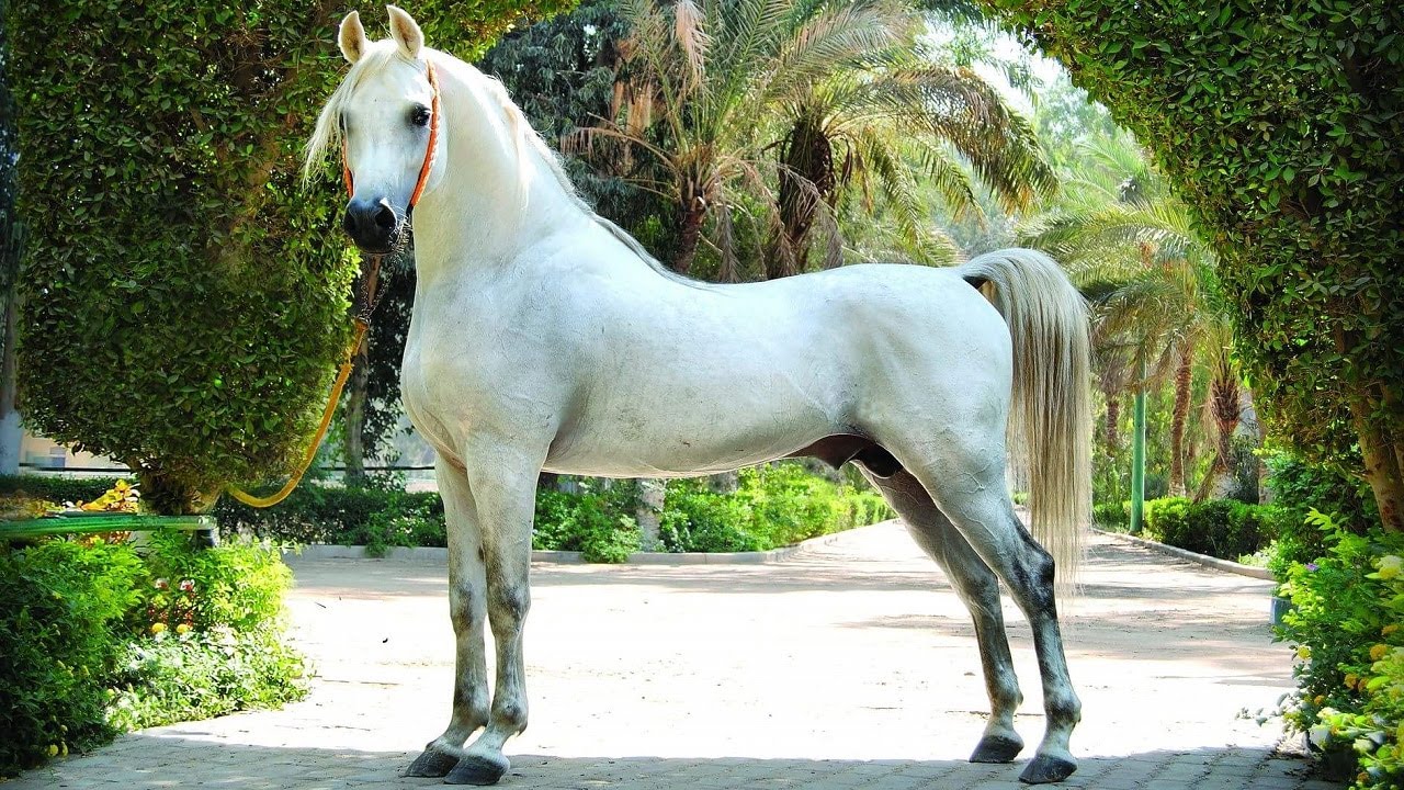 شعر عن الخيل