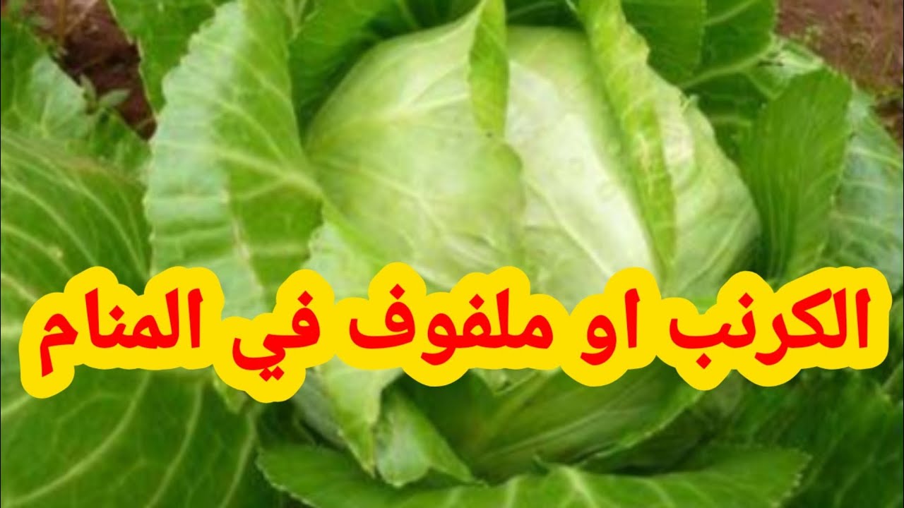 تفسير حلم رؤية الملفوف في الحلم