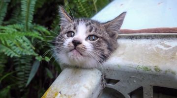 تفسير حلم قطة برأسين في المنام