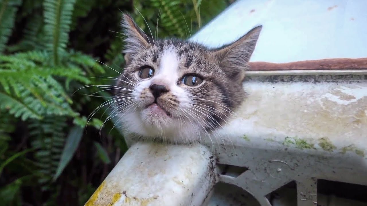 تفسير حلم قطة برأسين في المنام