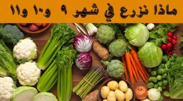 ماذا يزرع في شهر سبتمبر