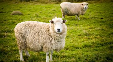 هل يجوز اهداء الاضحية