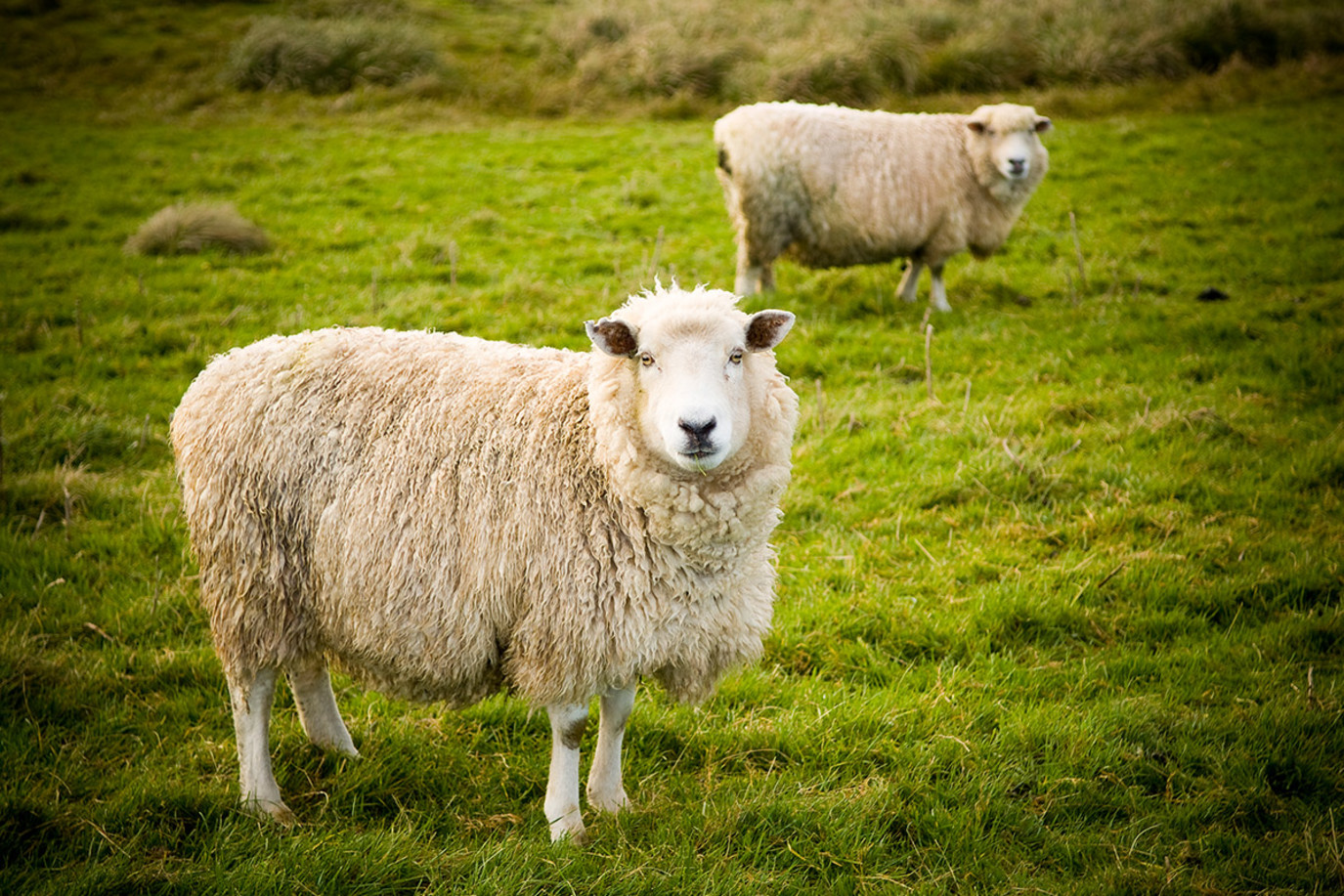 هل يجوز اهداء الاضحية