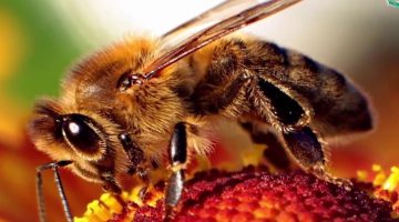 أضرار العلاج بسم النحل