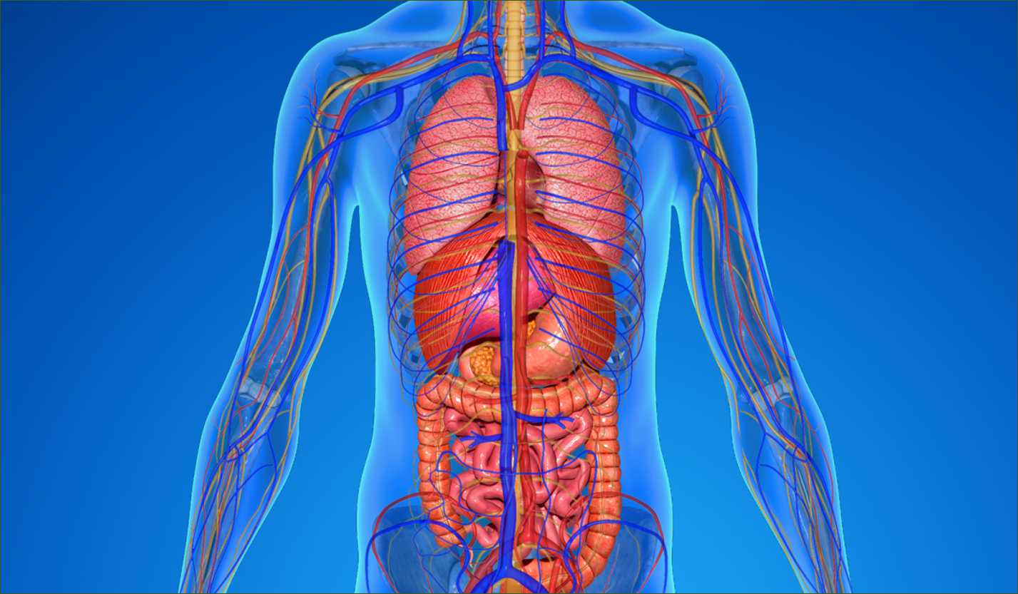 جسم الإنسان من الداخل بالتفصيل بالعربي