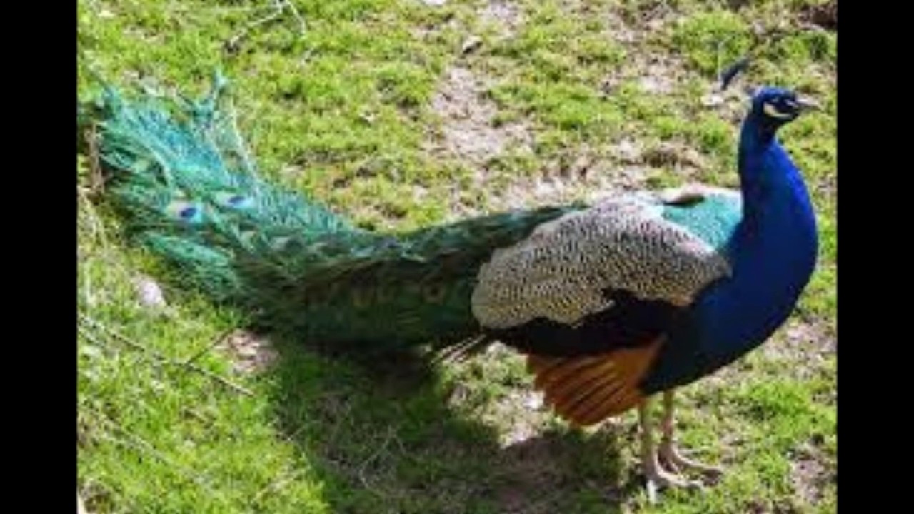 لماذا الطاووس لا يدخل الجنة