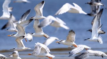 تركيب رئات الطيور يساعدها على الطيران. صواب خطأ