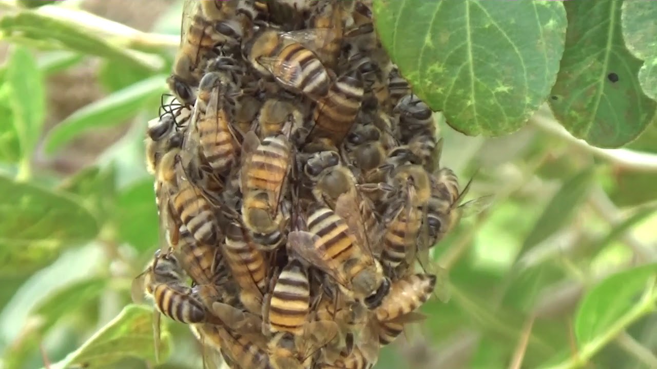 مواصفات ملكة النحل الجيدة