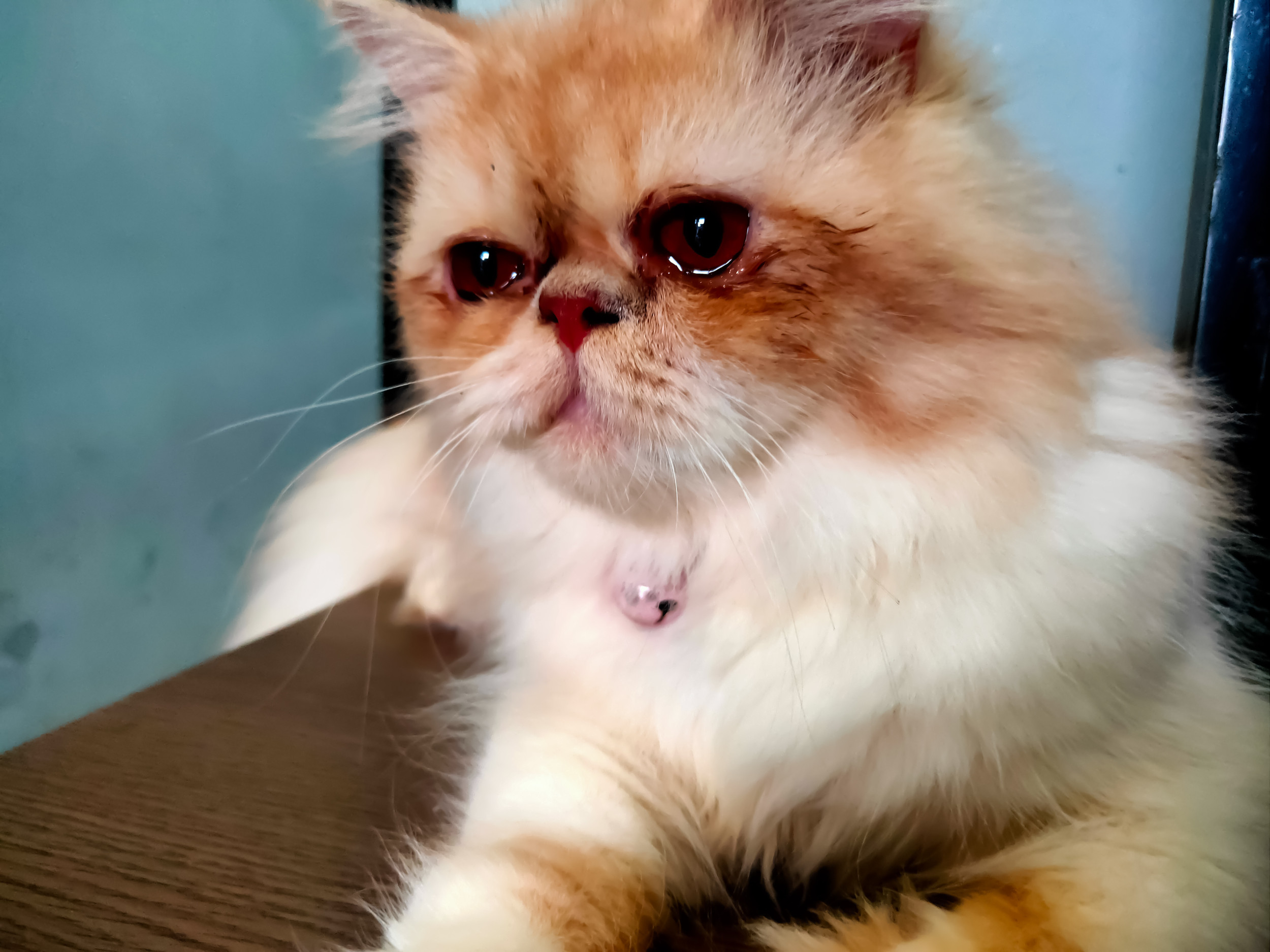 تفسير حلم رؤية القطة جائعة في المنام