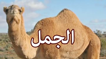 كيف يرى الجمل الإنسان