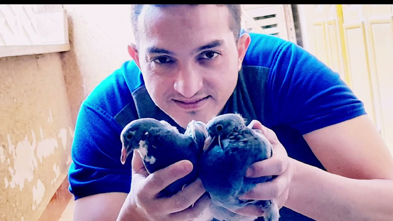 دراسة جدوى فنية لمشروع تربية الحمام البلدي ونصائح هامة لنجاح المشروع