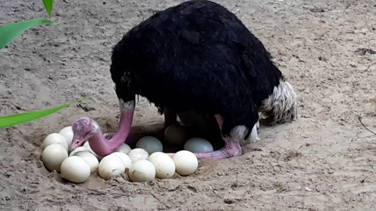 تفسير حلم بيض النعام في المنام