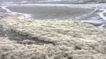 تفسير حلم رؤية زبد البحر في المنام