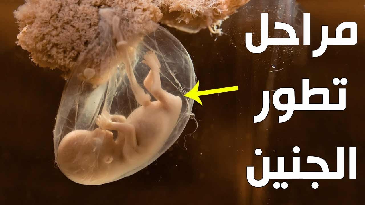 كيف تكون حركة الجنين في الشهر الثالث