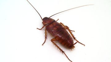 سبب وجود الصراصير في الحمام وكيفية التخلص منها