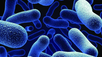 ماذا تنتج بكتيريا e.coli التي تعيش في أمعاء الإنسان