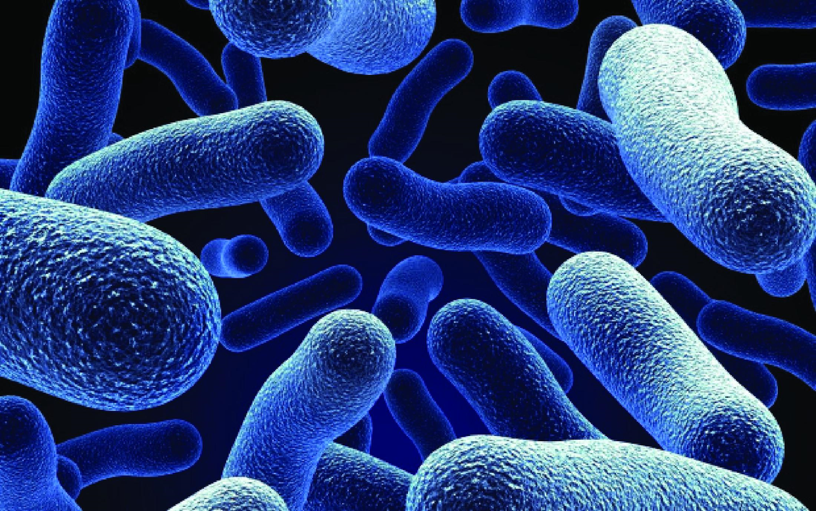 ماذا تنتج بكتيريا e.coli التي تعيش في أمعاء الإنسان