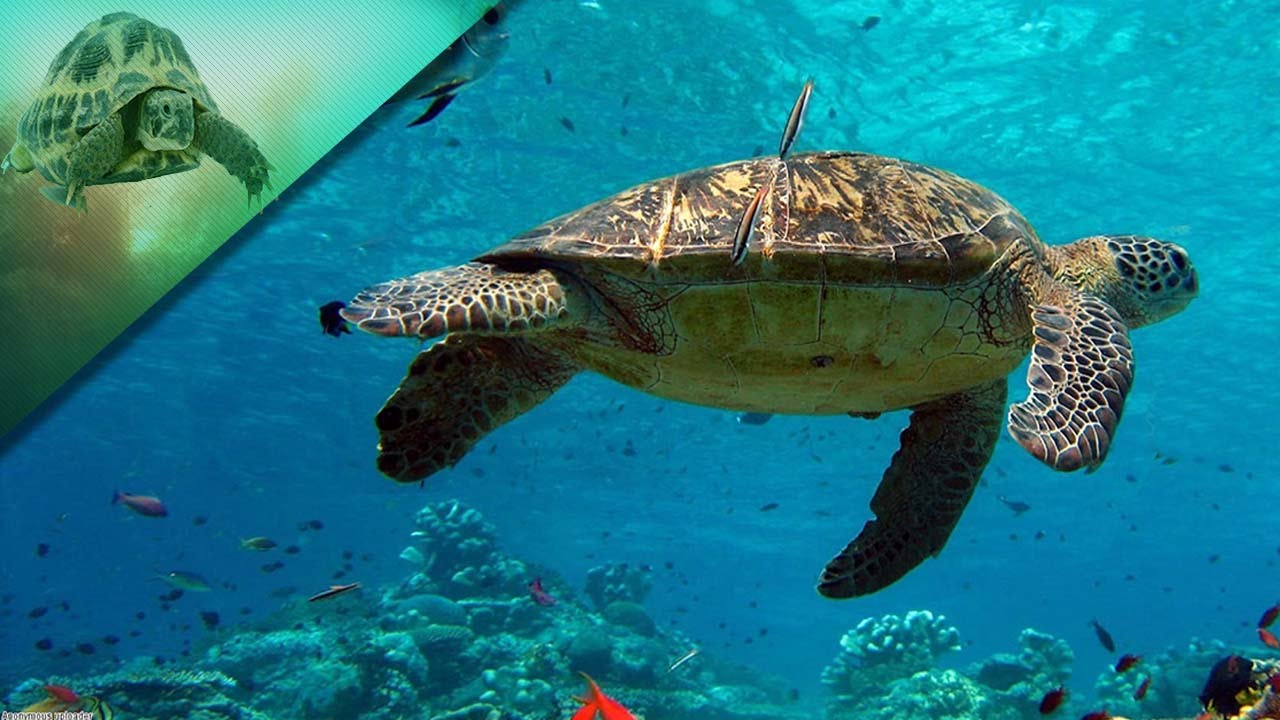 السلحفاة تلد أم تبيض