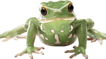 هل يجوز أكل الضفدع؟