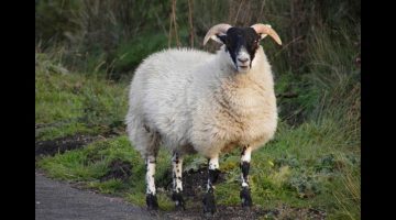 ما حكم من لم يستطع شراء أضحية العيد